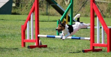 Aloita Agility