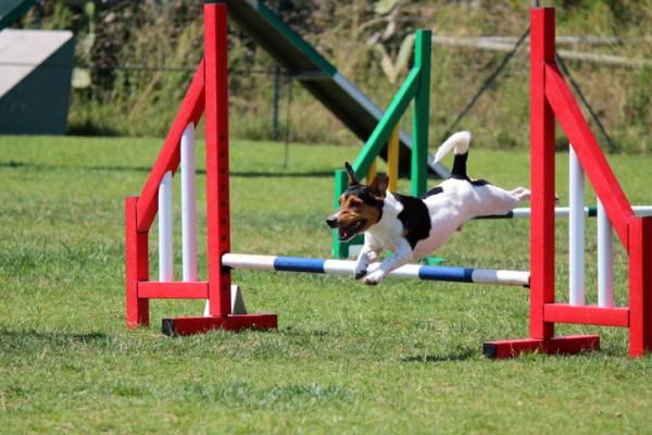 Aloita Agility