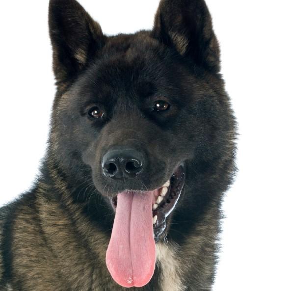 Amerikkalainen Akita