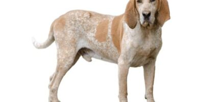 Amerikkalainen englantilainen coonhound