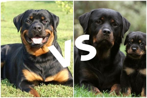 Amerikkalaiset ja saksalaiset rottweilerit kunkin erot ja ominaisuudet