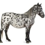 Appaloosa