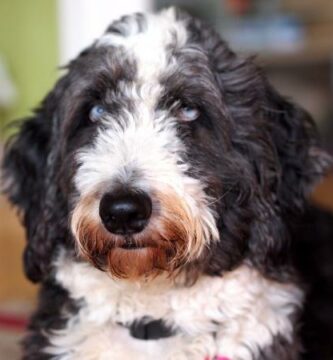 Aussiedoodle tai aussiepoo