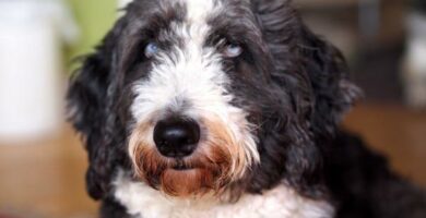 Aussiedoodle tai aussiepoo