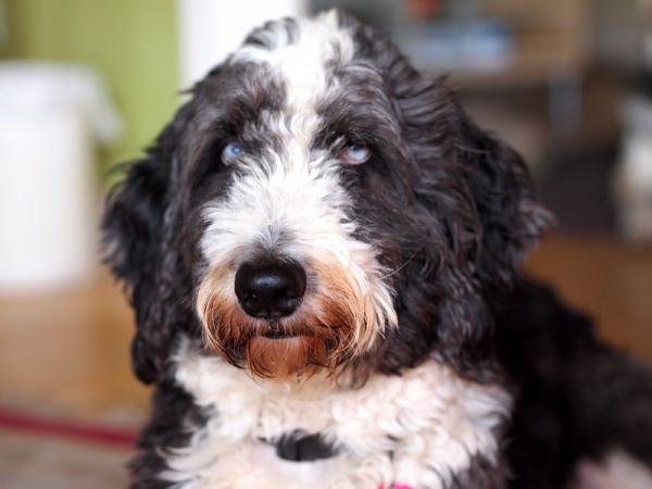 Aussiedoodle tai aussiepoo