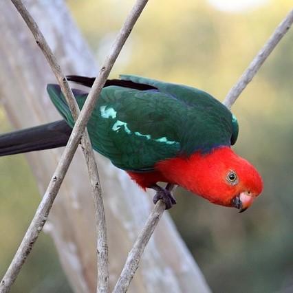 Australian papukaijojen nimet