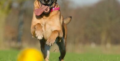 Belgian malinois koirien nimet