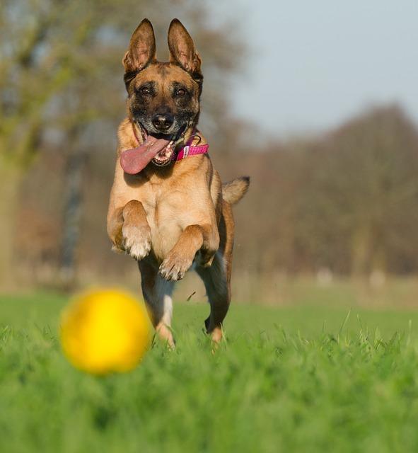 Belgian malinois koirien nimet