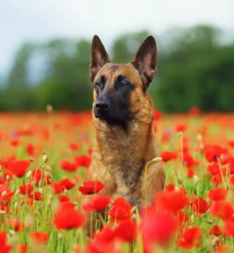 Belgian malinoisin yleisimmat sairaudet