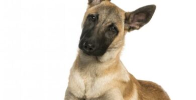 Belgianpaimenkoira malinois