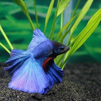 Betta kalan ruokinta