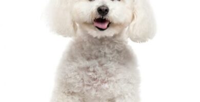 Bichon frise