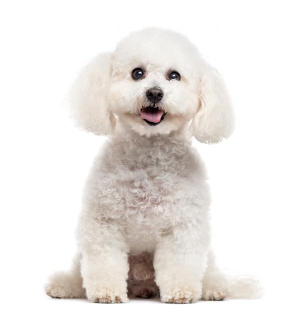 Bichon frise