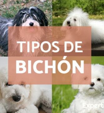 Bichonin tyypit