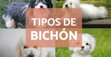 Bichonin tyypit