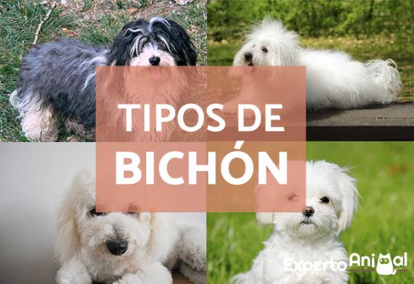 Bichonin tyypit