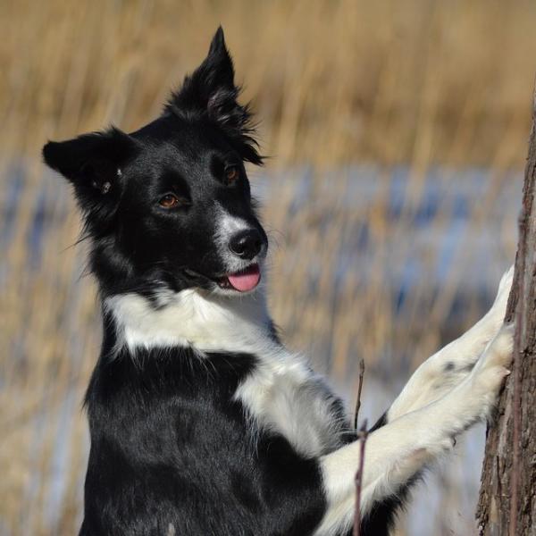 Bordercollie koirien nimet