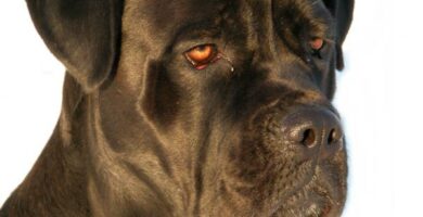 Cane corso tai italialainen mastiffi