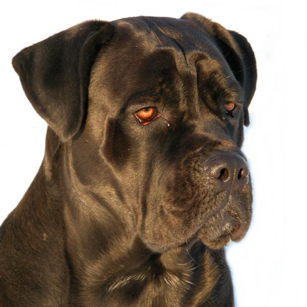 Cane corso tai italialainen mastiffi