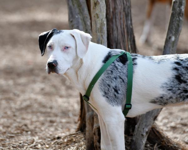 Catahoulan leopardikoira