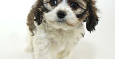 Cavachon