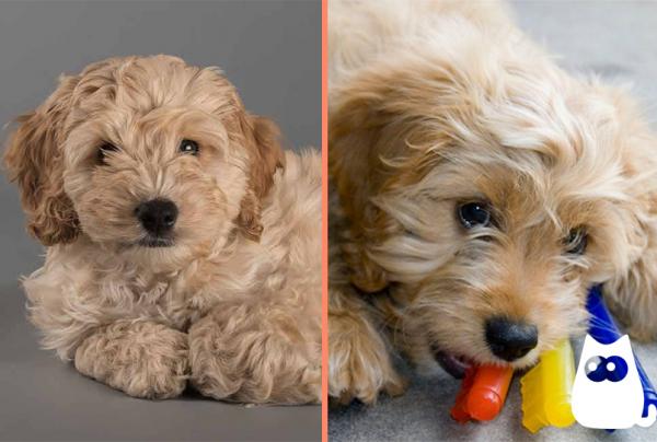 Cavapoo vs cockapoo