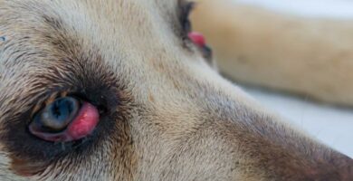 Cherry Eye in Dogs Oireet syyt ja hoito