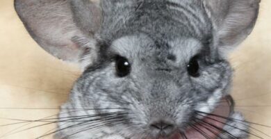 Chinchilla lemmikkina