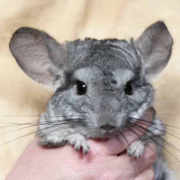 Chinchilla lemmikkina