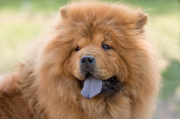 Chow chow koirien koirien ja urosten nimet