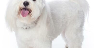 Coton de Tulear