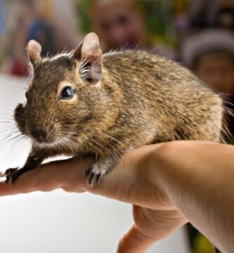 Degu lemmikkina