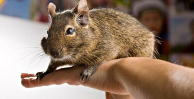 Degu lemmikkina