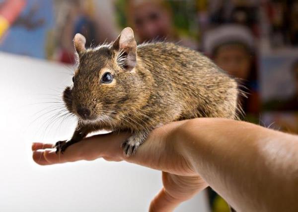 Degu lemmikkina