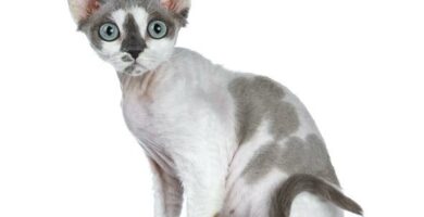 Devon rex kissa