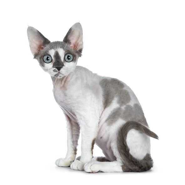 Devon rex kissa