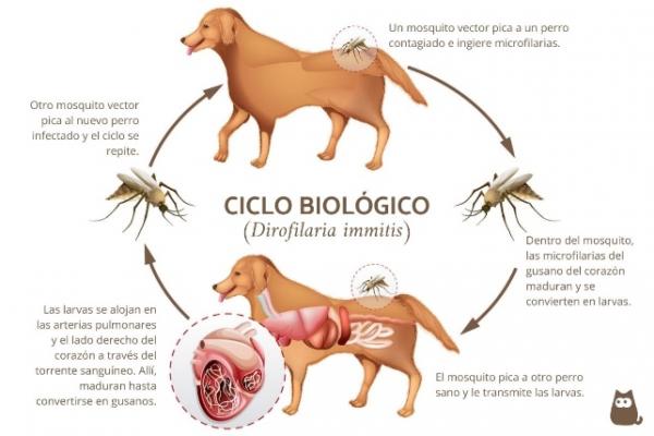 Dirofilaria immitis loinen leviaa Espanjassa