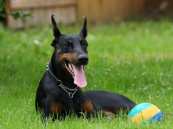 Dobermanin alkupera