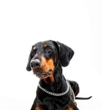 Dobermanni pinseri