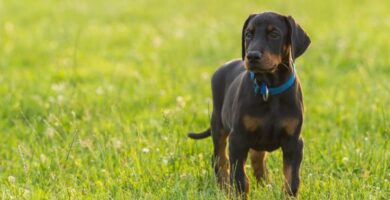 Dobermannien mies ja naisnimet