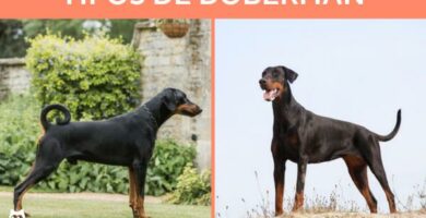 Dobermannien tyypit