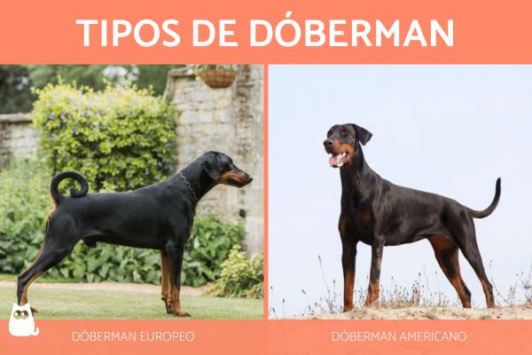 Dobermannien tyypit