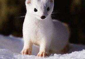 Ermine lemmikkina