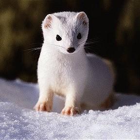 Ermine lemmikkina