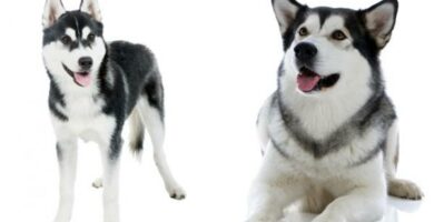 Ero Alaskan malamuutin ja Siperian husky valilla