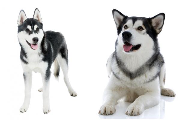 Ero Alaskan malamuutin ja Siperian husky valilla