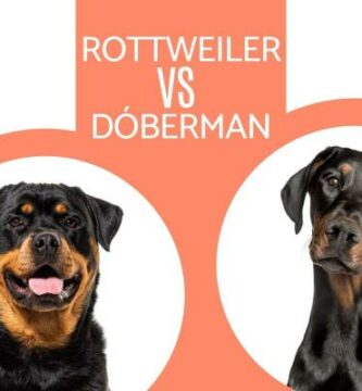 Ero Dobermanin ja Rottweilerin valilla