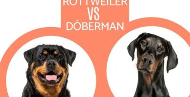 Ero Dobermanin ja Rottweilerin valilla