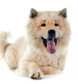 Eurasier