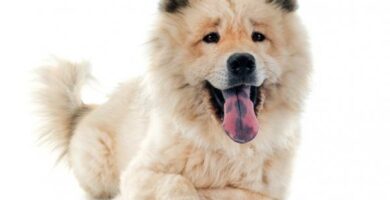 Eurasier